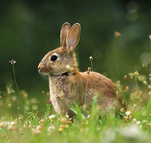 Telescopio Mi Primer Telescopio Brainstorm Toys con Trípode Ligero miniatura 6