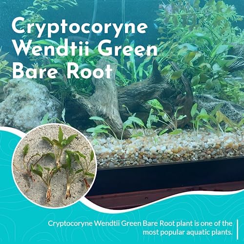 Cryptocoryne Wendtii Red - Low-Medium Light Freshwater Plant