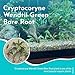 CANTON AQUATICS Cryptocoryne Wendtii Green Bare Root - Versatile and Durable ¬- Classic Plant - Mid-Ground Positioning - All Natural & Organic Aquatic Plant - Long Lasting & Easy to Care - Small