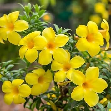 100pcs Yellow Allamanda Flower Seeds