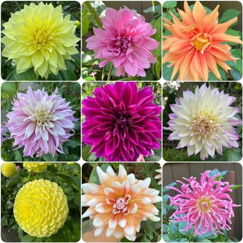 3 pz acquistare tuberi di dalia - bulbi di dalia - regalo di fiori, bulbi di fiori Dalia Lampadina della dalia Piante in vaso resistenti per la copertura del terreno da esterno Bulbi