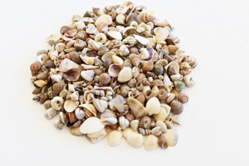 2 Lbs (3000+) Tiny Indian Ocean Shell Mix Mini Shells 1/4