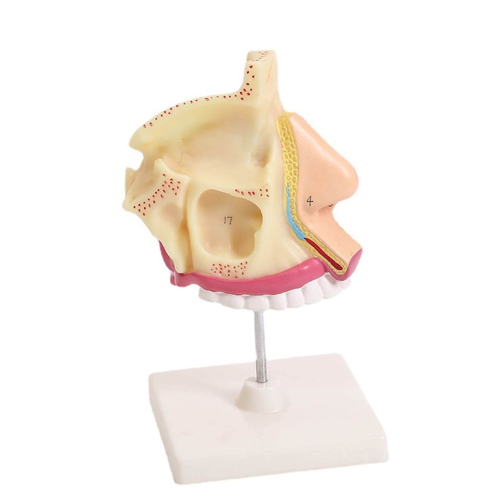 JUJNE 1:1 Life Sized Marked Human Nasal Cavity Anatomical Model ENT Model Accessory Frontal Sinus Sphenoid Sinus Maxillary
