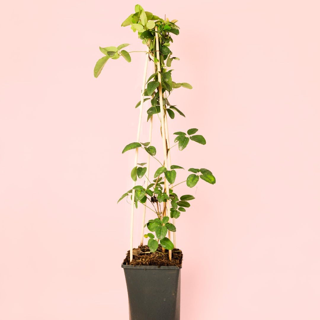 Akebia Quinata | Plantas Naturales Exterior | Pur Plant