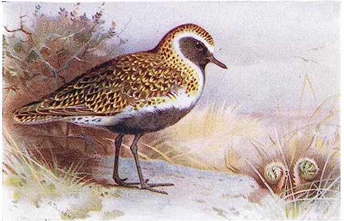 Tableaux de célèbres peintures oiseaux de Thorburn impression de qualité