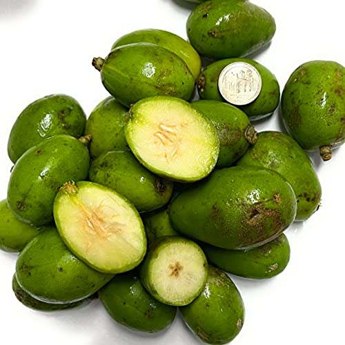 Fresh June Plum Ambarella Jobo Fruit Spondias Dulcis (3lb)