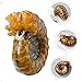 ULTECHNOVO 50g Crystal Conch Shaped Natural Stone Ornament Decorative Heart Crystal Cluster Unique Tabletop Adornment Decor for All Spaces Collectors and Nature Lovers
