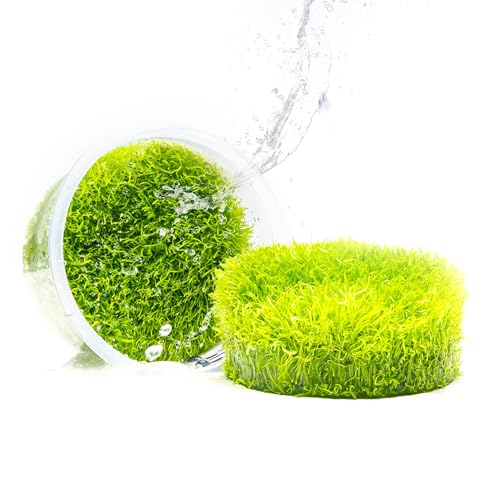 SubstrateSource Live Plant - Utricularia Graminifolia Tissue Culture Aquatic Live Aquarium Plant...