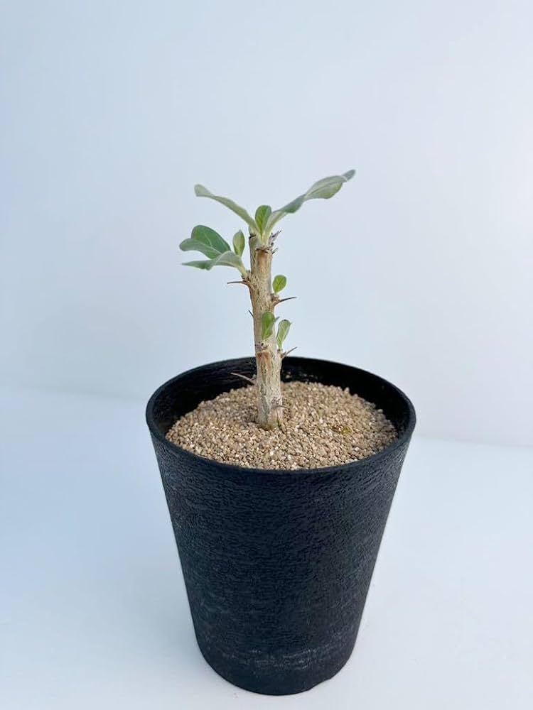 【現品】セサモタムナス ルガルディー　８号　大株　天狗のゴマすり　４T番 セサモタムナス ルガルディー 天狗のごますり Sesamothamnus