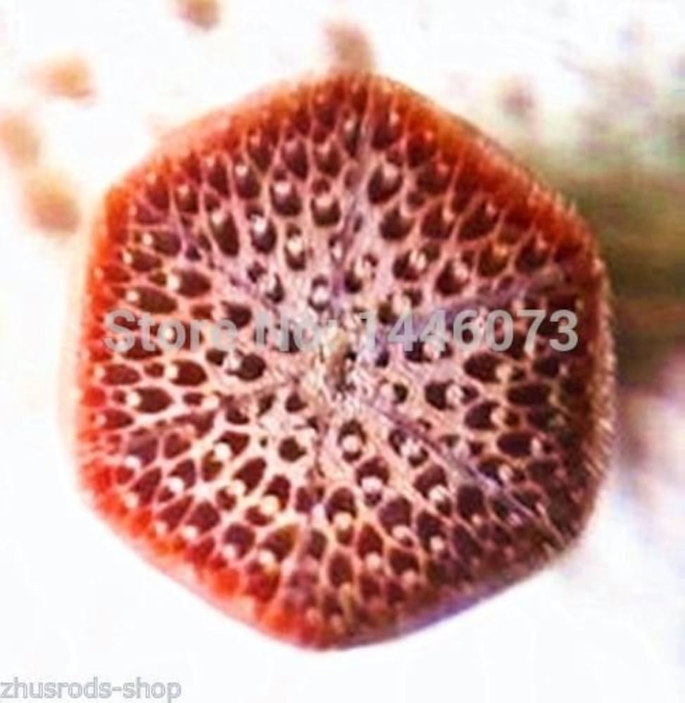 バンブーフライロッド　6’9#4 Amazon | zhurod スプリットトンキンバンブーフライロッド 2