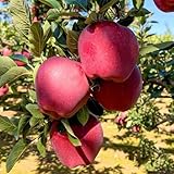 500 Pc Comprar Semillas De Manzano - Semillas De Bonsái, Plantas En Macetas Resistentes Al Exterior. Semillas De Manzana Para Plantar, Árboles Frutales, Compra Regalos Para Los Amantes