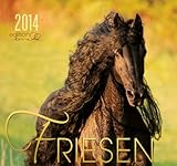  Friesen 2014 Kalender - Friesen Pferde - 62x58 cm