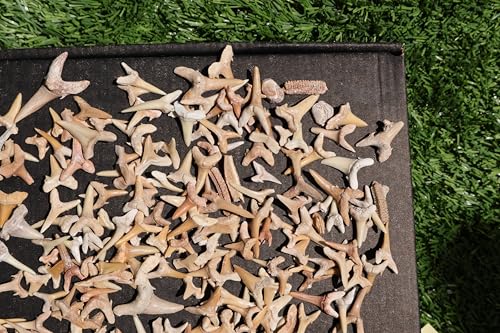 Image of Great Collection of Shark Teeth Fossil Shark Teeth Fossils for Kids Fossils from Morocco A252