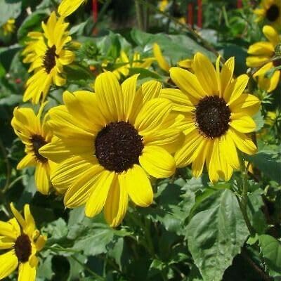 Buy4seeds Sunflower - Piccolo (Stella) - 40 Finest Seeds Easy to Grow