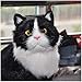 ZYYH Modello di Gatto simulato Realistico a grandezza Naturale Figurina di Gattino Nero Peluche Peloso Realistico per Foto Prop Decorazioni per la casa Oggetti per l'insegnamento Display Regalo a
