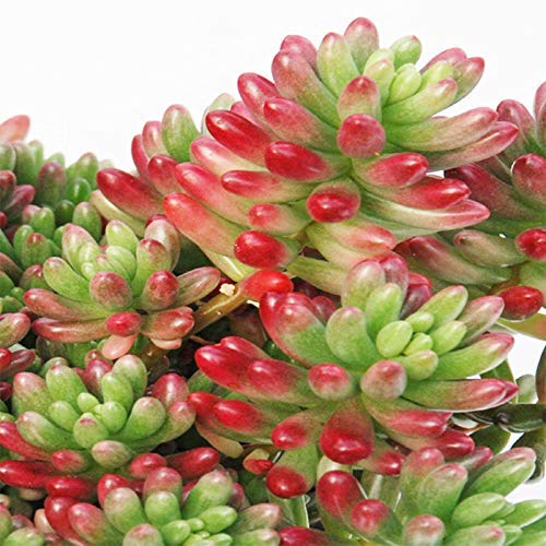 NooElec Seeds India Rare DWARF Succulents Ornamental Seeds - Bunny Tail Pink - 50+ SEEDS, GROW INDOOR or OUTDOOR - Image 4 thumbnail