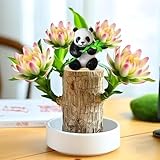 Brazilian Lucky Wood Plant Kit, Lucky Wood Doesn't Need to Wait to Sprout, Suitable for Home Office Desk Decor, Natural Air Cleaner (D)