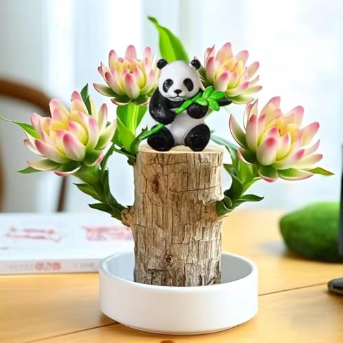 Brazilian Lucky Wood Plant