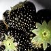 Produktbild Haloppe 200 Stück schwarze Erdbeersamen für die Bepflanzung des Hausgartens, seltene schwarze Erdbeersamen Bonsai Delicious Fruit Garden Plant Decor Erdbeersamen