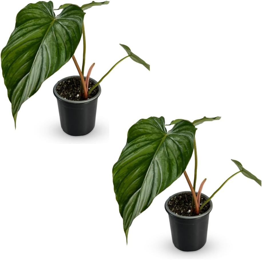 LEAL PLANTS ECUADOR Philodendron Pastazanum Silver (Pack of 2)| Live Indoor Tropical Greenery | Elephant Ear Plant | Air-Purifying Houseplants | Perfect for Home, Office |Unique Gift for Plant Lover