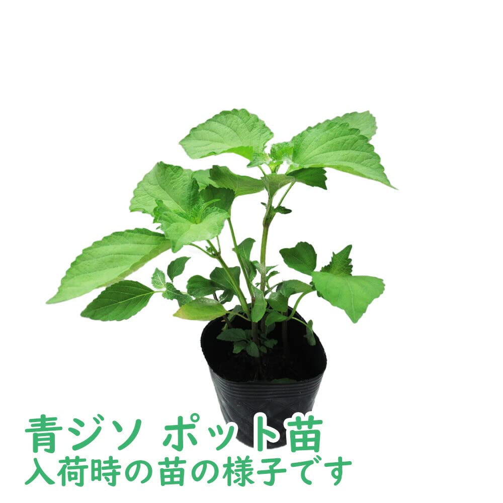 Amazon.co.jp: 【 ハーブ 】 青ジソ 苗 【 5株 】9.0cmポット しそ