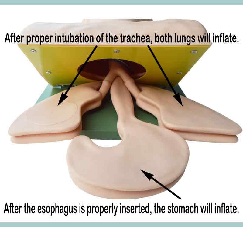 BEILOCKERY 110V-220V Airway Management Trainer Intubation for Intubation Training, Electronic Human Trachea Intubation Model with Electronic Alarm Function