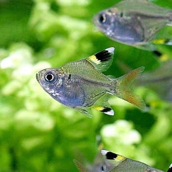 Amazon 熱帯魚 バルーン プリステラ １０匹 北海道航空便要保温 Charm チャーム 水槽 アクアリウム 通販