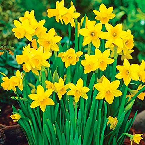 Daffodil Mixed Spring Flowering Bulbs Perennial Popular Daffodil