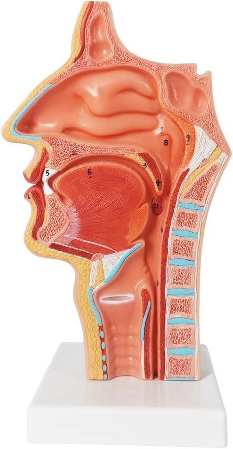 EVOTECH SCIENTIFIC Life Size Nasal Oral Cavity Throat 1:1 Human Nasopharynx Laryngopharyngeal Nasal Cavity, Oral Cavity, Pharynx, Larynx, Anatomical Model,