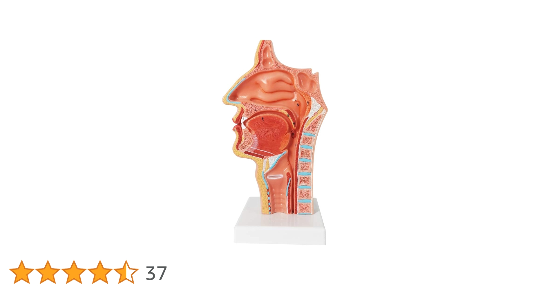 51fZYVu7XHL.jpg_BO30,255,255,