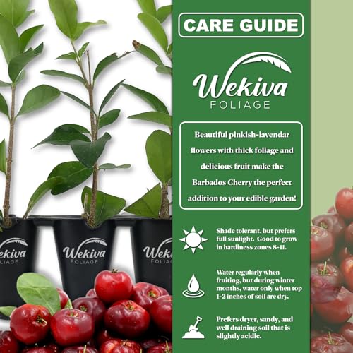 Barbados Cherry Tree - 1 Live Starter Plant - Malpighia Emarginata - Edible Fruit Bearing Tree for The Patio and Garden