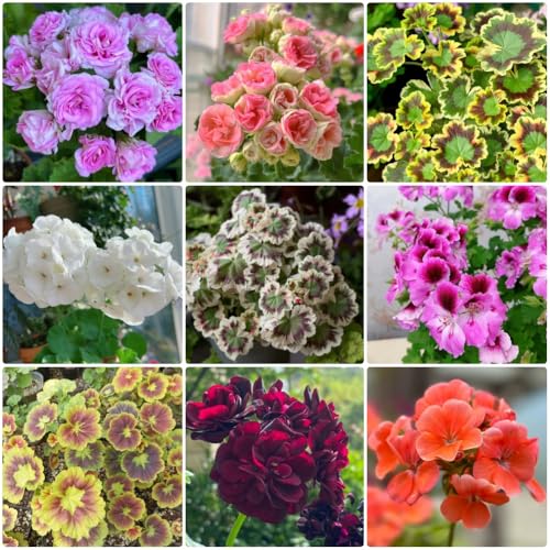 Semi di geranio - perenni Pelargonium hortorum - semi di geranio biologici 500pcs