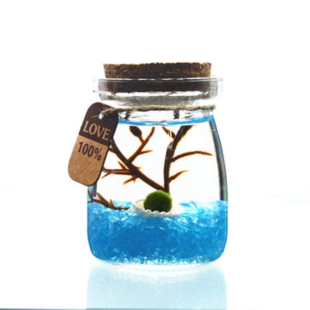 Aegagropila Linnaei Moss Balls Glass Multi Color Aquarium Kit Micro LandscapeHouseplant HomeOfficeGlass Decorative Bottle Birthday Gift (6)