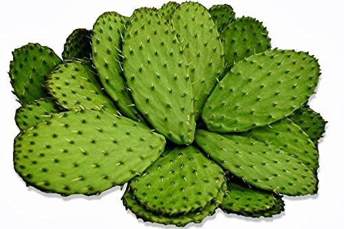 PLAT FIRM GERMINATIONSAMEN: Spineless Dornlose essbare Nopales Kaktusfeige- Kaktus, 2 Pads, Notfall-Essen! : Amazon.de: Sonstiges