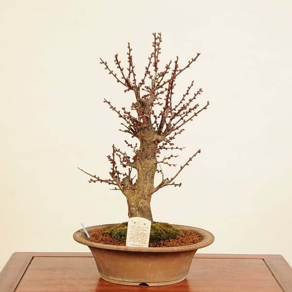 大御所桐花生　　黒たん梅 大御所桐花生 黒たん梅 【公式通販】