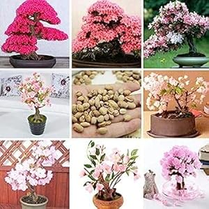 Nuovo albero bonsai giapponese bonsai 10 pezzi colorato ciliegio piante fiorite per la casa & amp; Giardino Bellissimi fiori: blu:Seeds