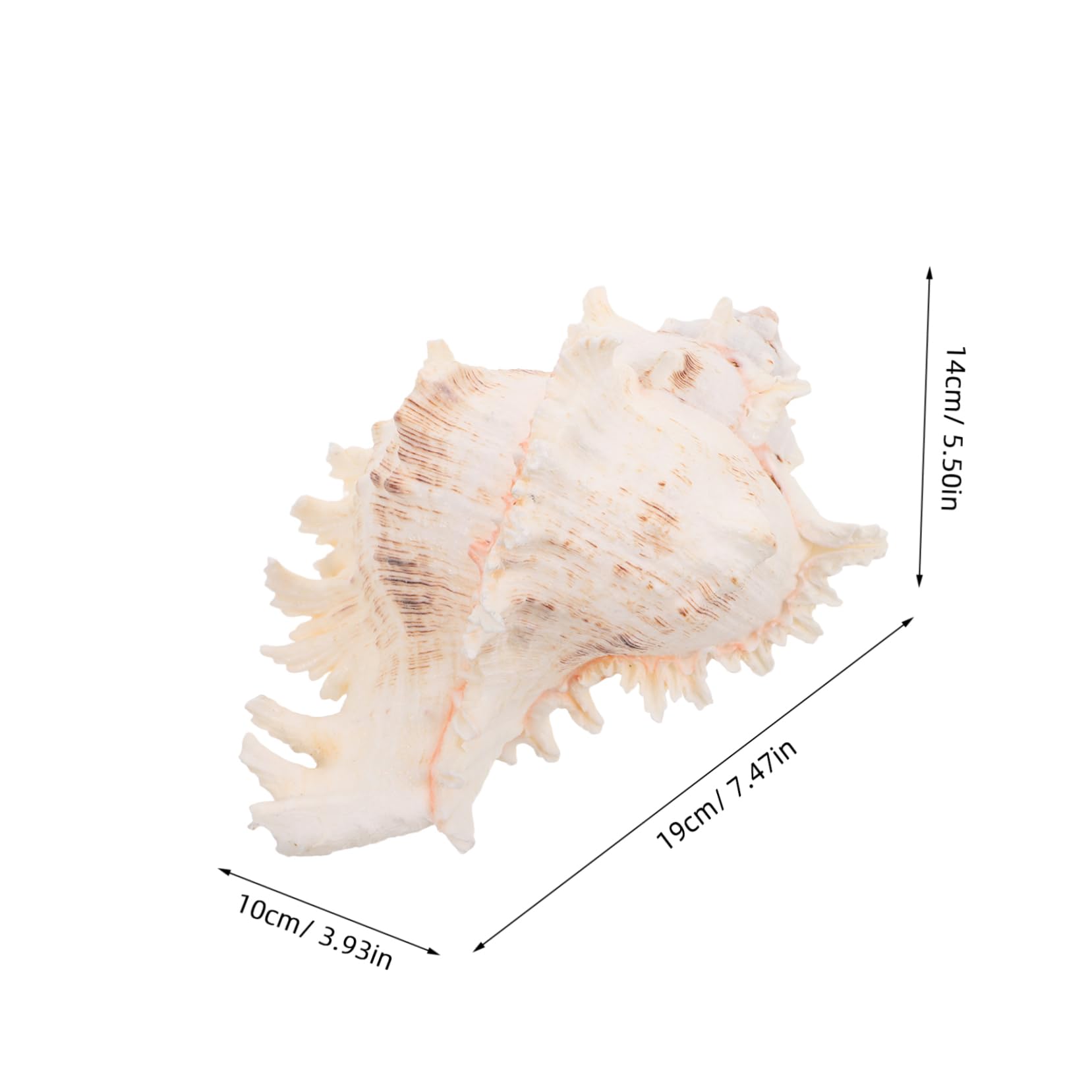 TOPBATHY Conchiglie Naturali Grandi per Vaso Decorativo Matrimonio Spiaggia e Acquario Decorativo