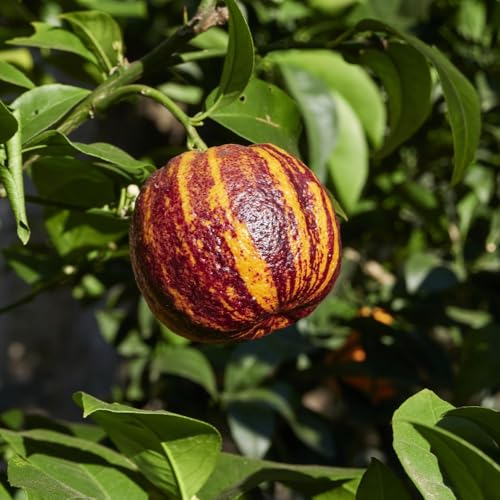 Blood Meyer Orange 'Arcobal' Citrus Tree – Striking Red-Orange Striped Fruits, Sweet-Tart Flavour, Fragrant White Flowers, for Patio or Conservatory – 3 Litre Pot x1 by Thompson and Morgan