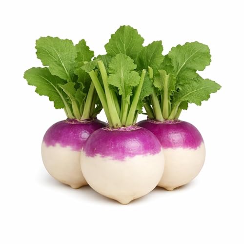 Purple Top White Globe Turnip Seeds – Round White Roots