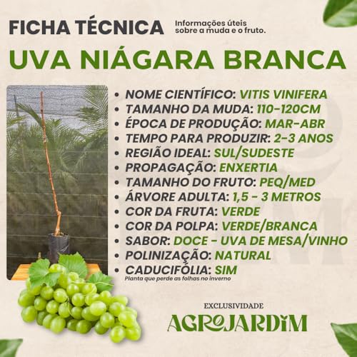 Muda Frutífera de Uva Niágara Branca Enxertada