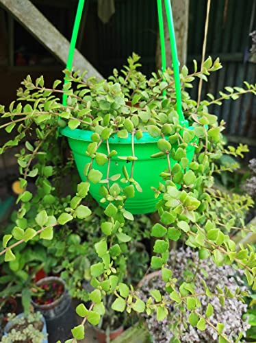 Image of RISHIKA PLANT HOUSE Tangled Heart Live Plant /Evergreen Green Plant /Hanging Plant Plants Pot