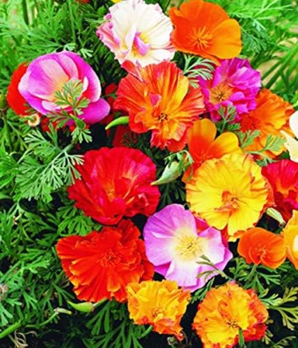 Miniatura 6 de Mezcla de semillas de amapolas de California, más de 250 semillas para plantar flores dobles Eschscholzia Californica sin OMG