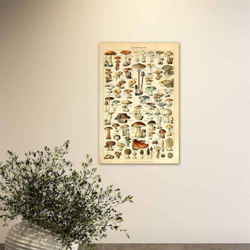 Meishe Art Vintage Poster Print Mushrooms Champignons Identification Reference Chart Diagram Illustration Botanical Educational Wall Decor - Image 5