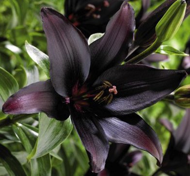 Landini Asiatic Lily Bulb Bee Coline