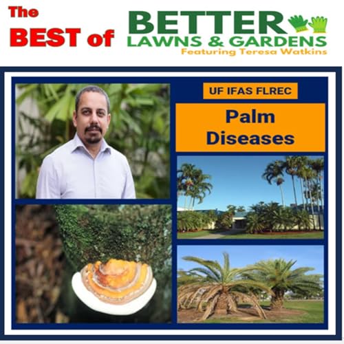 S2 Ep385: Better Lawns and Gardens - Hour 1 Palm Diseases - September 20, 2025