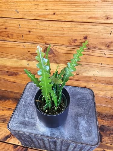 Epiphyllum Anguliger RIC Rac Cactus, 4" Plant Epiphyllum Anguliger RIC Rac Cactus, 4" Plant
