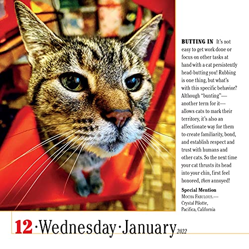 365 Cats Page-A-Day Calendar 2022: The World's Favorite Cat Calendar #TOP4