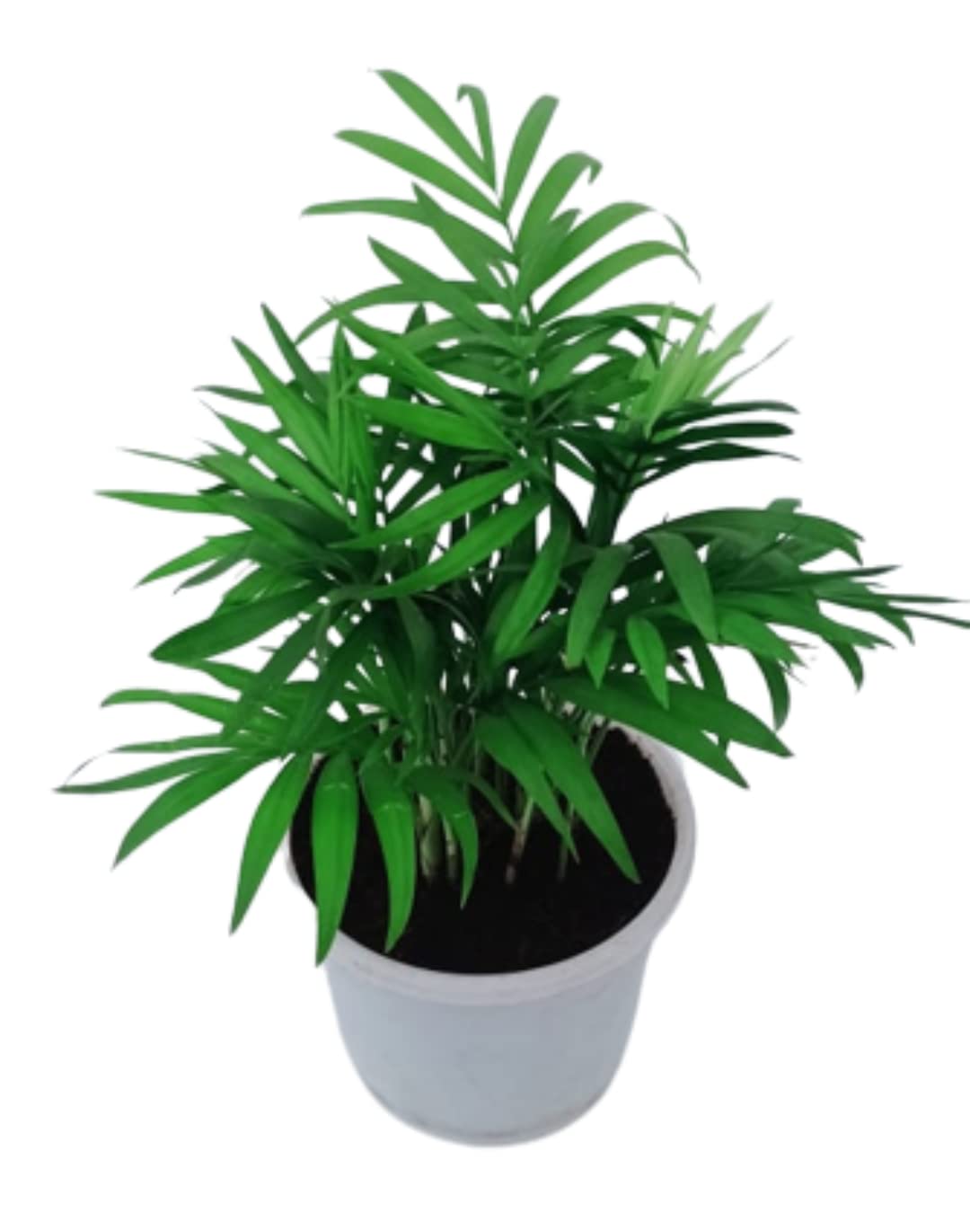 Phulwa Chamaedorea Palm Plant with Pot for Home | Indoor Live Bamboo Palm with White Fibre Pot | Easy Care Indoor House Plant | Good Luck | Plant | for Gifting | Pack of 1 (B0BR1DS1KN) Amazon Price History, Amazon Price Tracker