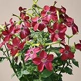 Decora tu hogar y cultiva un entorno natural.