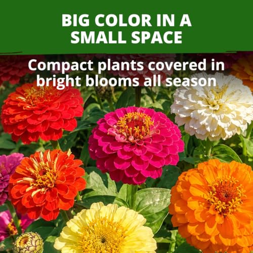 Image of HOME GROWN Zinnia Seeds for Planting Thumbelina 3,000 Seeds (14g - 1 /2oz) - Dwarf Zinnia Flower Seeds, Mixed Colors, Easy Flowers to Plant Outside, USDA Zones 3-10 (Zinnia Elegans)
